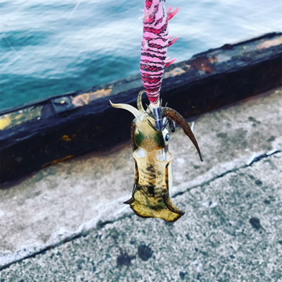 シンコ調査にいきました