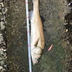 台風後も好調名港デイゲーム