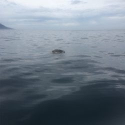 やっとーきたー!