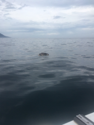 やっとーきたー!