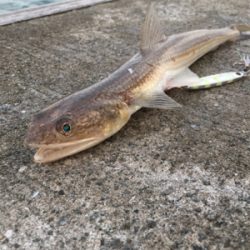 ちょこっとフィッシング！