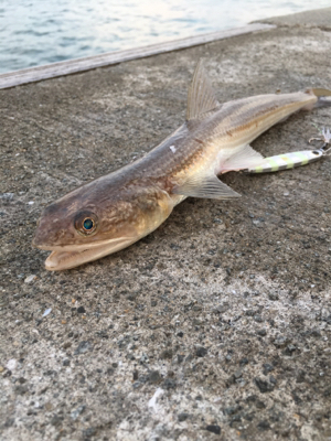 ちょこっとフィッシング！