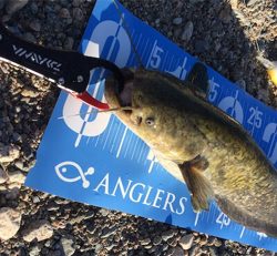 夕方ナマズ釣り