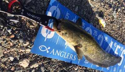 夕方ナマズ釣り