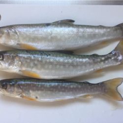 北海道旅行フィッシング1