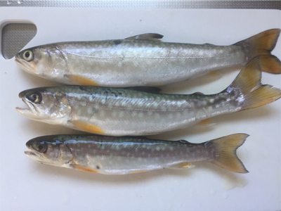 北海道旅行フィッシング1