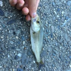 かもめ大橋にチヌ&五目釣り