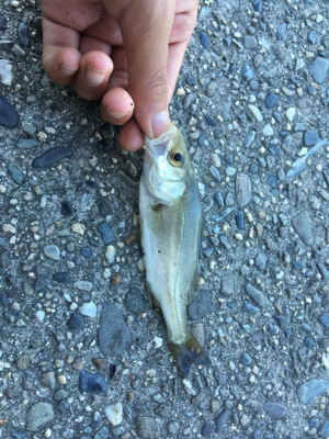 かもめ大橋にチヌ&五目釣り