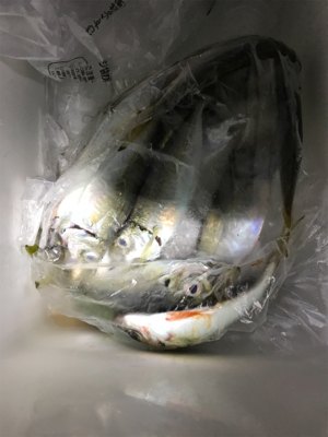 タチウオは？？