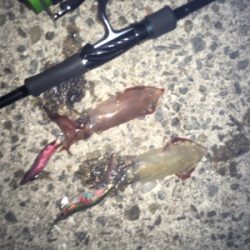 今年初のケンサキ