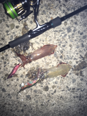 今年初のケンサキ