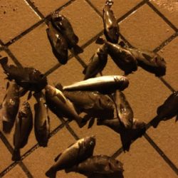 北海道旅行釣行2