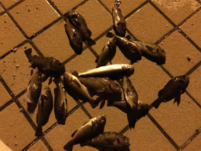 北海道旅行釣行2