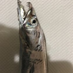 今年初タチウオ