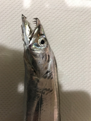 今年初タチウオ