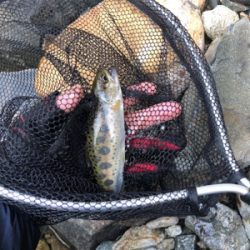 揖保川渓流釣り