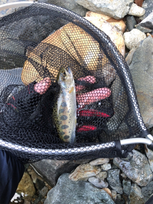 揖保川渓流釣り