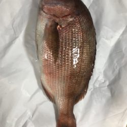 釣り堀、田尻サンクスコースで