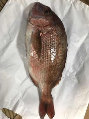 釣り堀、田尻サンクスコースで