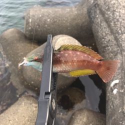根魚祭り