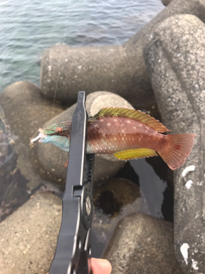 根魚祭り