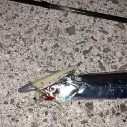 台風後タチウオ