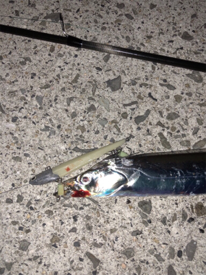 台風後タチウオ