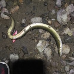 天然のウナギちゃん