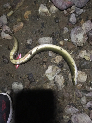 天然のウナギちゃん