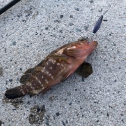 イカ釣りのはずが