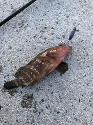 イカ釣りのはずが