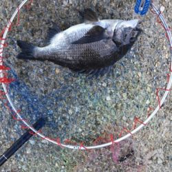 白波と濁りは最高！