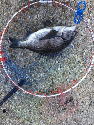 白波と濁りは最高！