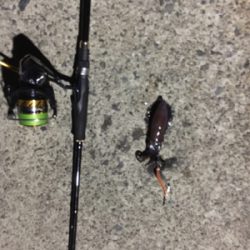 仕事終わりエギング