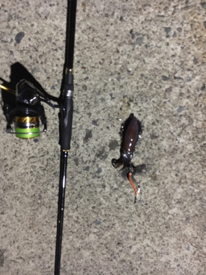 仕事終わりエギング