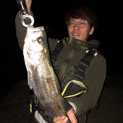 秋田港シーバス、マゴチ