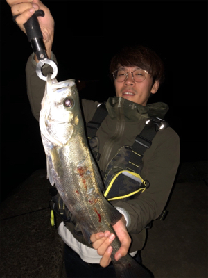 秋田港シーバス、マゴチ