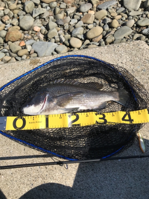 あと少しで年無し