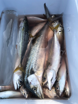 サゴシ一家は何処へやら。