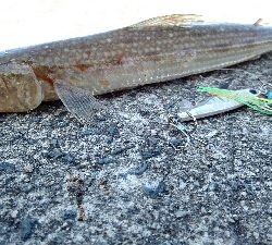 2018年8月28日釣行in船越漁港