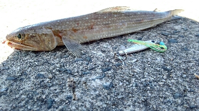 2018年8月28日釣行in船越漁港