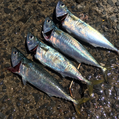 ULSJでのサバゲーム