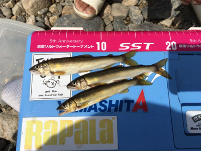 小鮎釣りへ