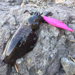 のんびり新子調査