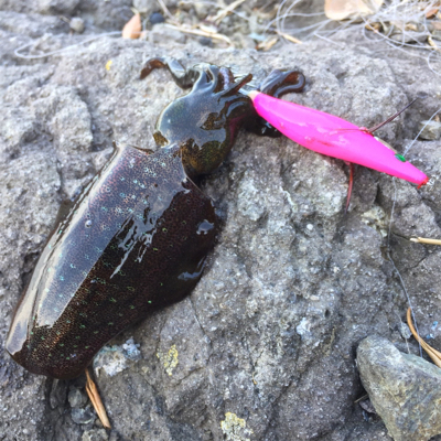 のんびり新子調査