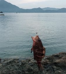 アオリイカ新子いっぱい！