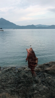 アオリイカ新子いっぱい！