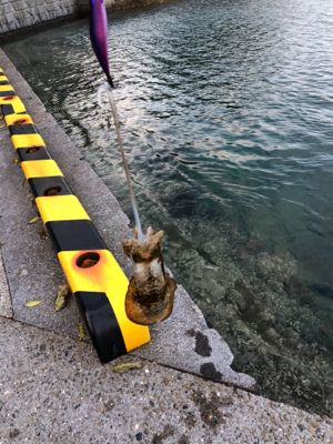 アオリイカ新子調査