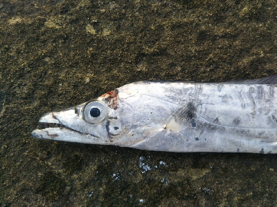 辰巳でタチウオ