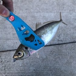 壱岐島釣行最終日